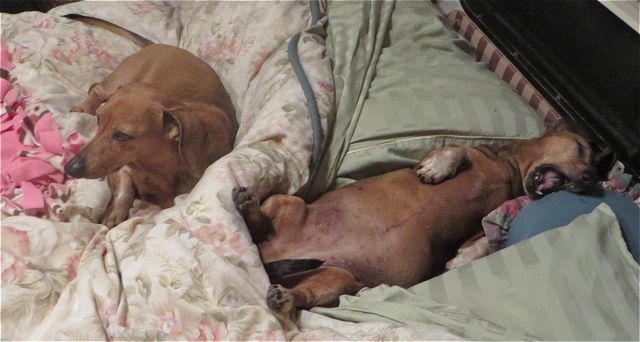 The girls are enjoying the heat, not the A/C so much but it is a necessity.