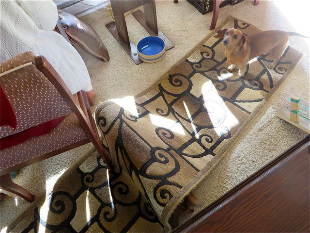 Caeli being loco and rolling under the carpet.