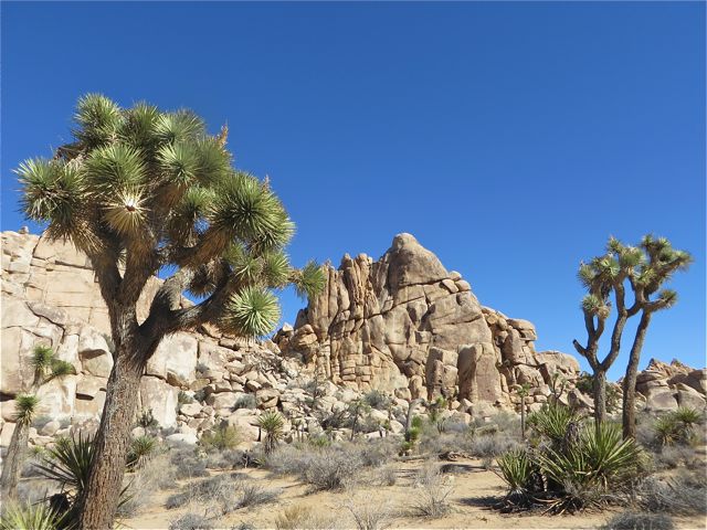 Did you know that Joshua trees really aren't a tree? They are a member of the agave family as they have fibrous interior.