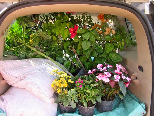 Two bags of soil and 15 plants including a new papaya tree. It was a tight fight but we did it. LAst year we did it all with a pulmoniad and a private panga to transport it all.
