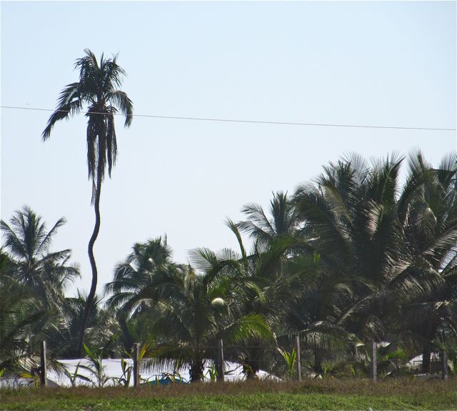 We have a crooked palm tree that can only be seen from one particular area on the beach.
