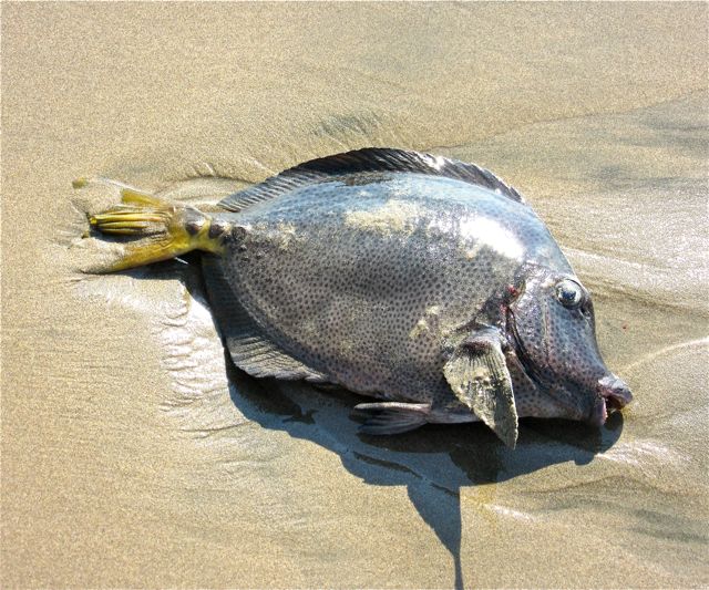 Saw this fish washed up on the beach the other day, no idea what it is.