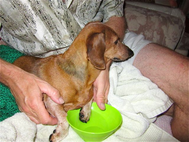 Something happened to one of Carmeh's toes. It was rather inflammed so we have bben doing Epsom Salt soaks which have helped.