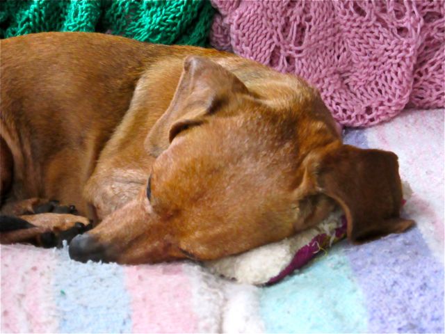 Carmeh stayed inside resting her head on her favorite toy.