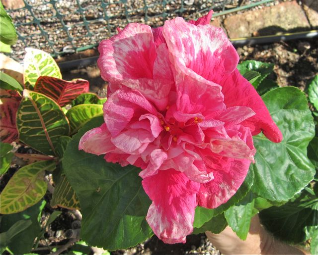 The bright spot of the day was yet another new bloom on one of my new purchases.